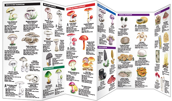 Mushrooms - A Folding Pocket Guide to Familiar North American Species