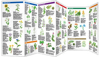 Medicinal Plants - A Folding Pocket Guide to Familiar Widespread Species
