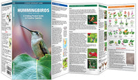 Hummingbirds, 3rd Ed - A Folding Pocket Guide to Familiar Species
