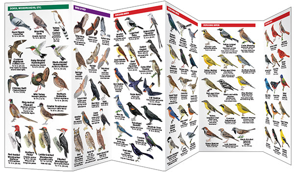 Texas Birds - A Folding Pocket Guide to Familiar Species