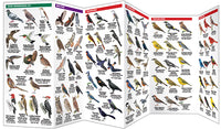 Texas Birds - A Folding Pocket Guide to Familiar Species