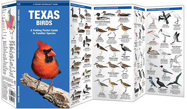 Texas Birds - A Folding Pocket Guide to Familiar Species