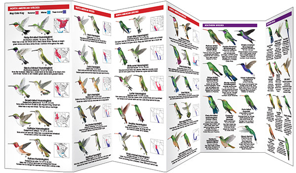 Hummingbirds, 3rd Ed - A Folding Pocket Guide to Familiar Species
