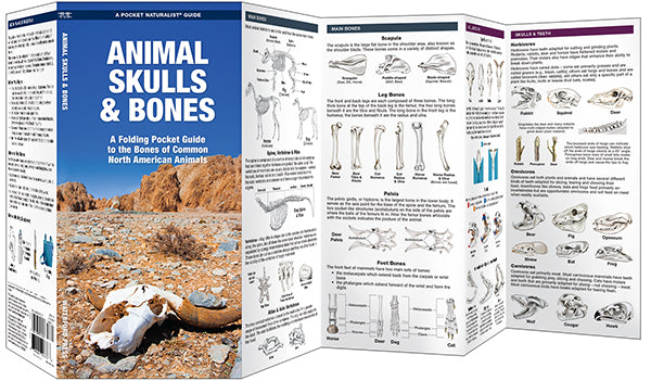 Animal Skulls & Bones - A Folding Pocket Guide to the Bones of Common North American Animals
