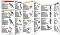 Feeder Birds of Texas - A Folding Pocket Guide to Common Backyard Birds