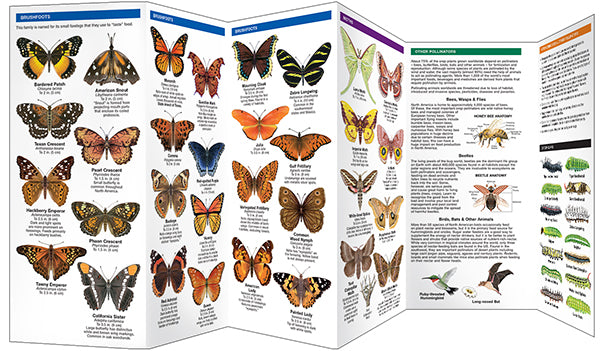 Texas Butterflies & Pollinators - A Folding Pocket Guide to Familiar Species