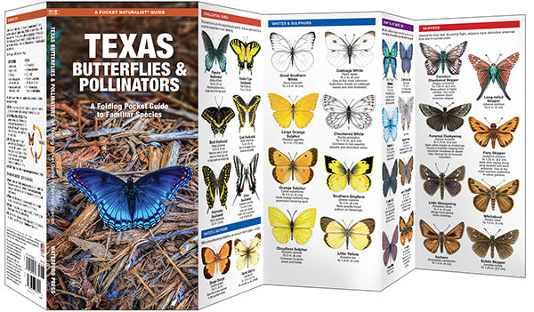 Texas Butterflies & Pollinators - A Folding Pocket Guide to Familiar Species