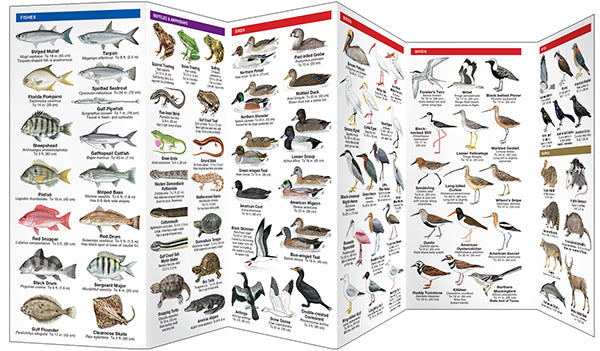 Texas Seashore Life, 3rd Ed - A Folding Guide to Familiar Animals & Plants