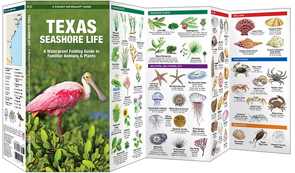 Texas Seashore Life, 3rd Ed - A Folding Guide to Familiar Animals & Plants